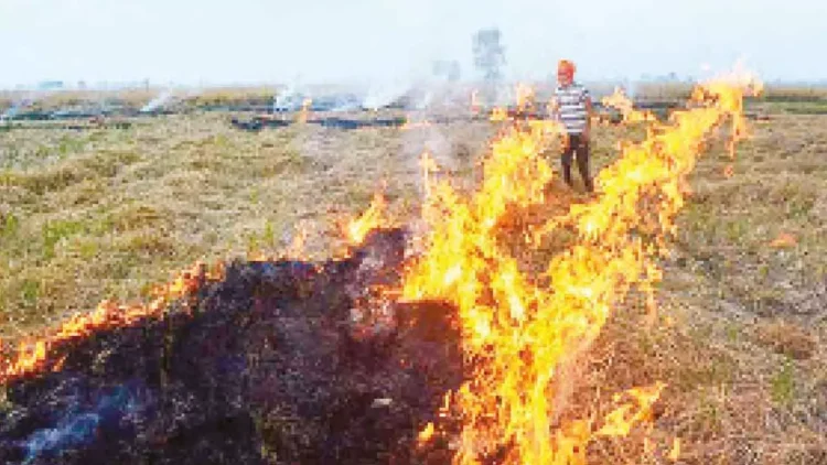 Farmers criticize government actions against stubble burning
