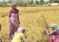 Haryana Farmers Receive Over Rs 543 Crore in MSP for Kharif Crops