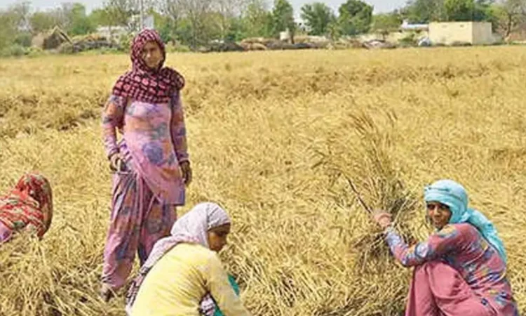 Haryana Farmers Receive Over Rs 543 Crore in MSP for Kharif Crops