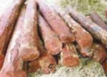 Delhi Police Seizes 10 Tonnes of Smuggled Red Sandalwood
