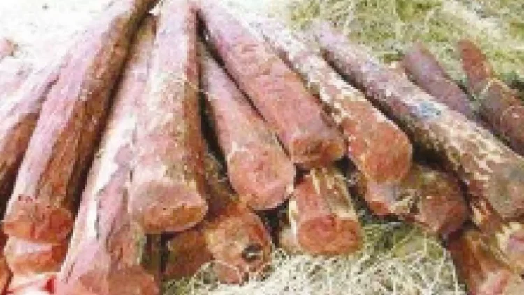Delhi Police Seizes 10 Tonnes of Smuggled Red Sandalwood