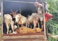 Two Cattle Smugglers Injured and Arrested by Police in Bhadohi Two Cattle Smugglers Injured and Arrested by Police in Bhadohi