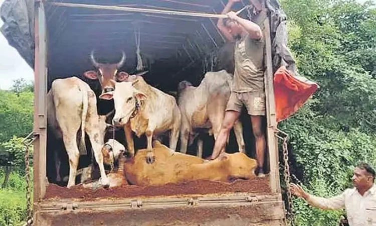 Two Cattle Smugglers Injured and Arrested by Police in Bhadohi Two Cattle Smugglers Injured and Arrested by Police in Bhadohi