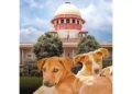 Supreme Court Addresses Nationwide Stray Dog Issues Supreme Court Addresses Nationwide Stray Dog Issues