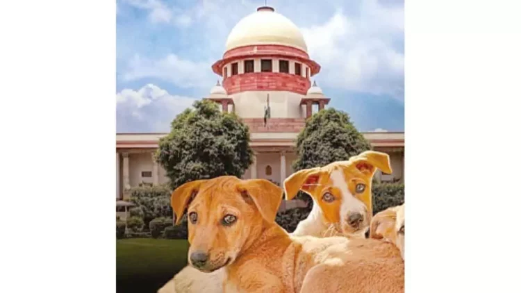 Supreme Court Addresses Nationwide Stray Dog Issues Supreme Court Addresses Nationwide Stray Dog Issues