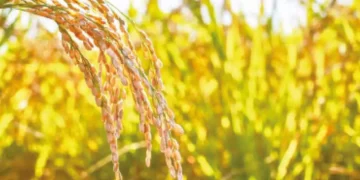 Over 3 lakh inspections to prevent fertilizer issues in Kharif-Rabi