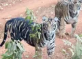 Tiger population assessment begins in Similipal