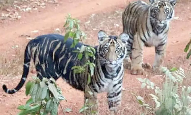 Tiger population assessment begins in Similipal Tiger population assessment begins in Similipal