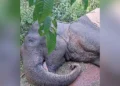 Tragic deaths of two elephants reported in Odisha