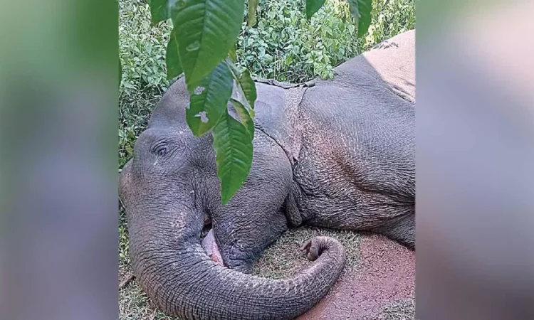 Tragic deaths of two elephants reported in Odisha