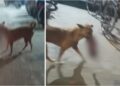 Newborn's Body Found in Dog's Mouth Raises Concerns at Bihar Hospital Newborn's Body Found in Dog's Mouth Raises Concerns at Bihar Hospital