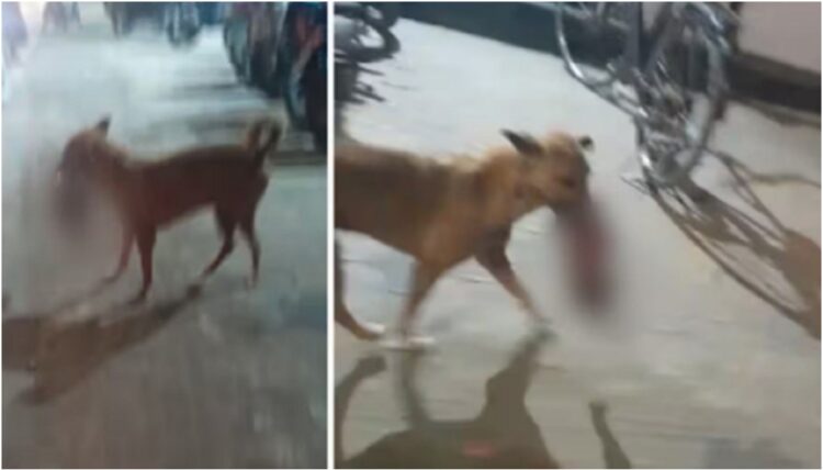 Newborn's Body Found in Dog's Mouth Raises Concerns at Bihar Hospital Newborn's Body Found in Dog's Mouth Raises Concerns at Bihar Hospital