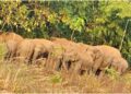 Fear Grips Jamui as 22 Elephants Devastate Crops