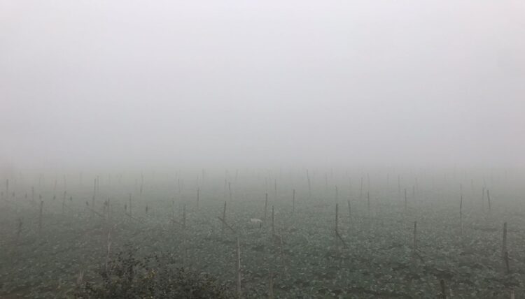 Bihar Braces for Intensified Cold Weather and Dense Fog