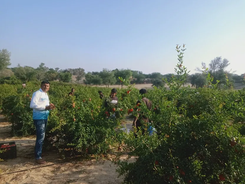 Pomegranate fruits are growing in Desert, farmers are taking interest in gardening